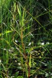 Veronica scutellata