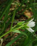 Cerastium bungeanum. Соцветие. Казахстан, Южно-Казахстанская обл., Угамский хр., ущ. р. Сазаната. 05.05.2011.