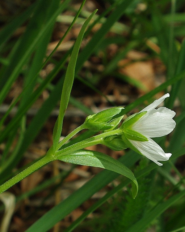 Изображение особи Cerastium bungeanum.