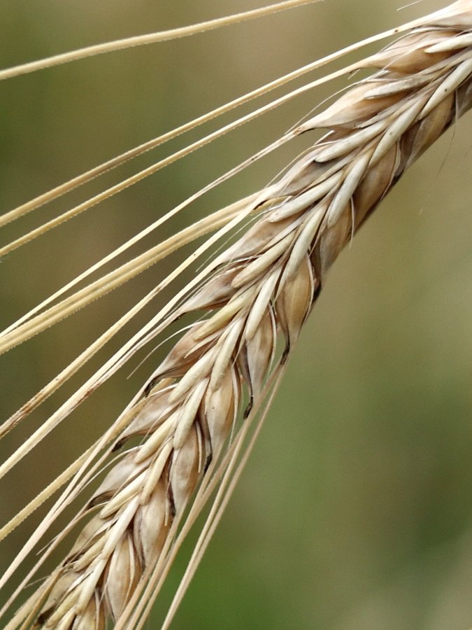 Image of Hordeum distichon specimen.