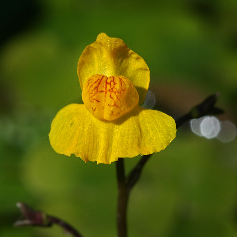 Image of Utricularia × neglecta specimen.