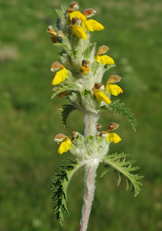 Изображение особи Phlomoides speciosa.