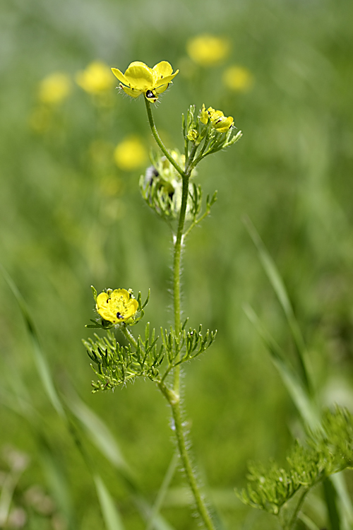 Изображение особи Ranunculus tenuilobus.