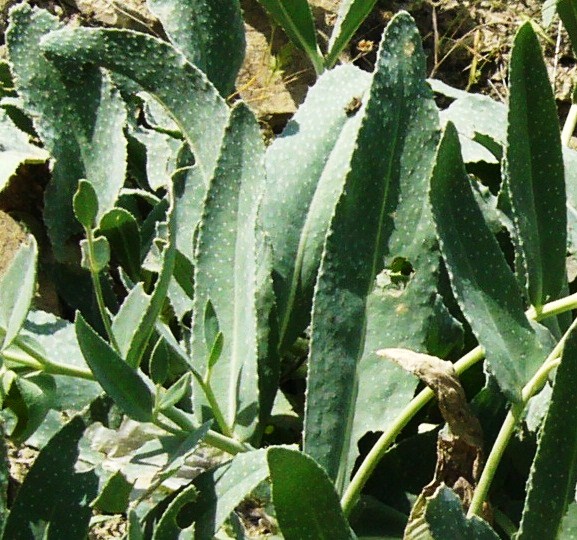 Изображение особи Caccinia macranthera.