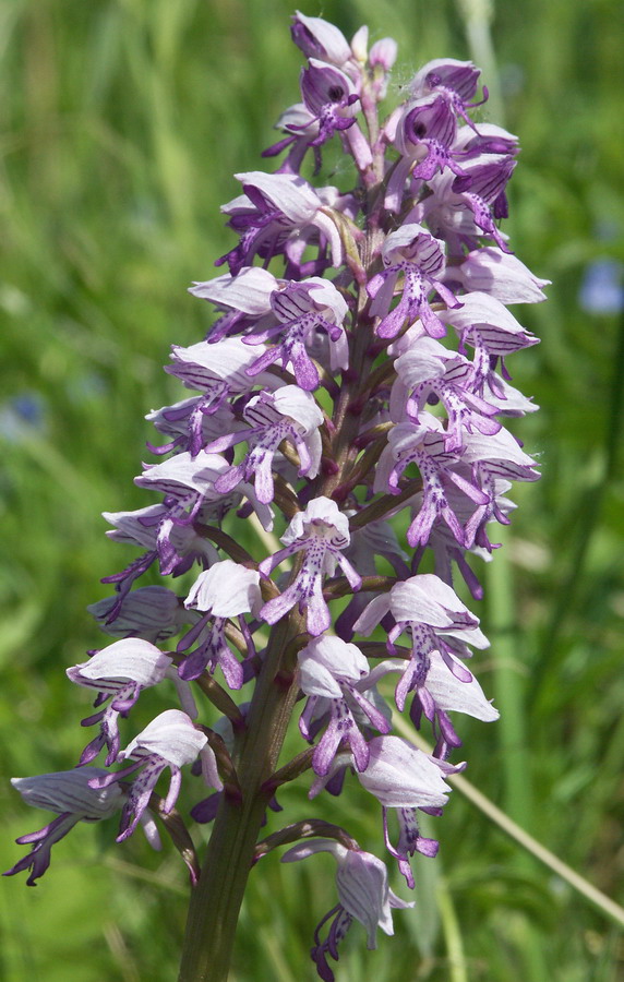 Изображение особи Orchis militaris.