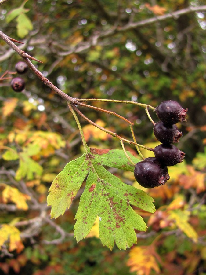 Изображение особи Crataegus atrofusca.