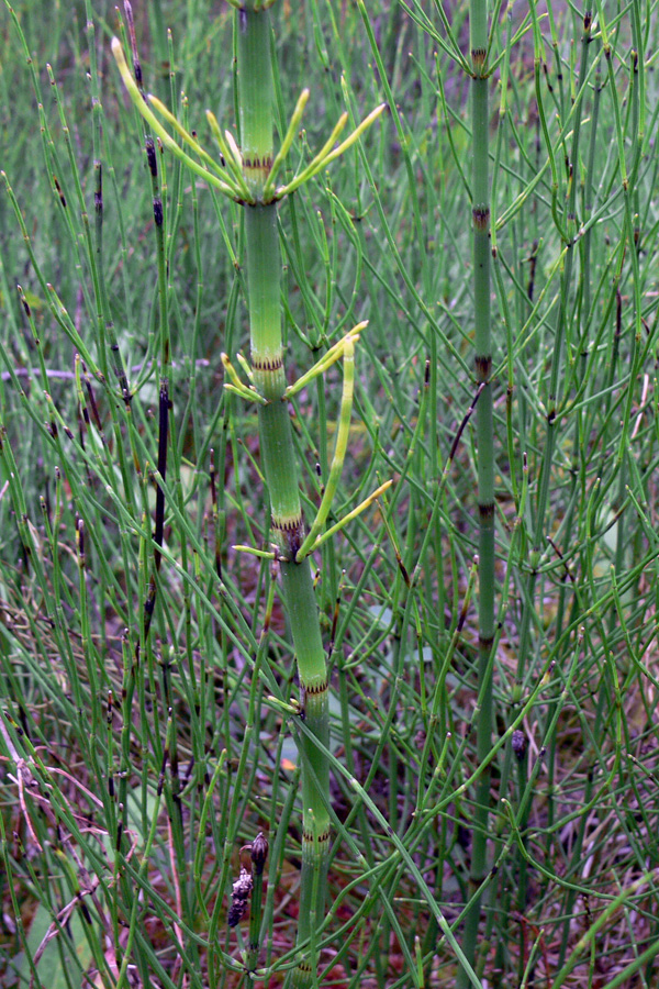 Изображение особи Equisetum fluviatile.