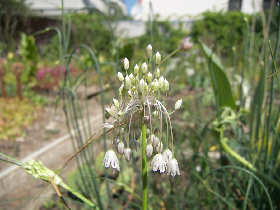 Image of Allium paniculatum specimen.