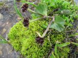 Caltha palustris