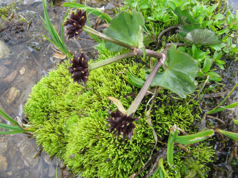 Image of Caltha palustris specimen.