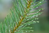 Pinus sylvestris. Часть побега с характерными для вида брахибластами - укороченными побегами, несущими по 2 хвоинки. Московская обл., Раменский р-н, окрестности д. Хрипань, смешанный лес. 16.07.2007.
