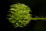 Medicago arabica