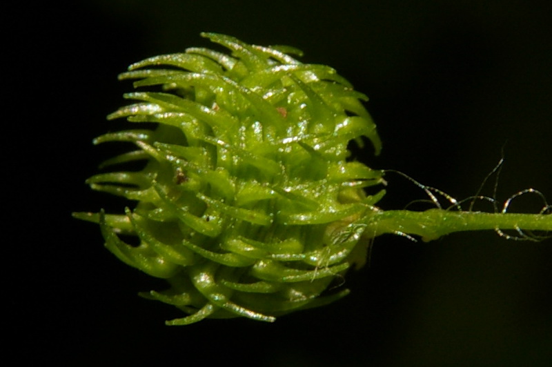 Image of Medicago arabica specimen.