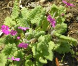 Primula cortusoides