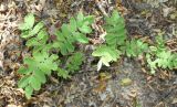 Sorbus domestica