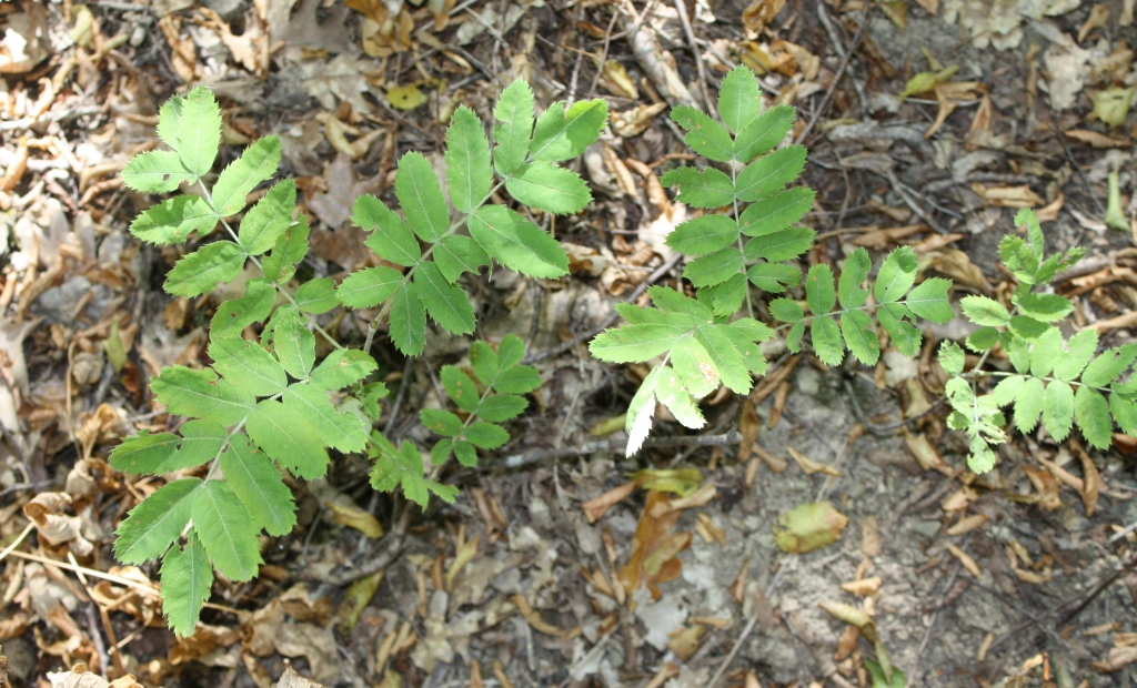 Изображение особи Sorbus domestica.