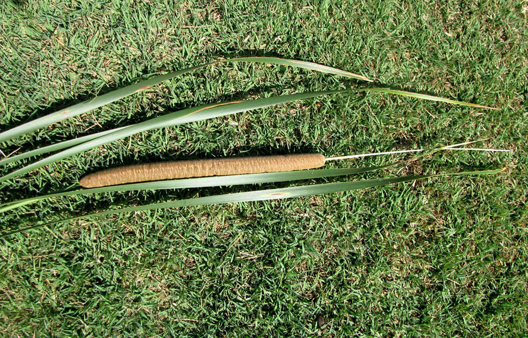 Image of Typha austro-orientalis specimen.