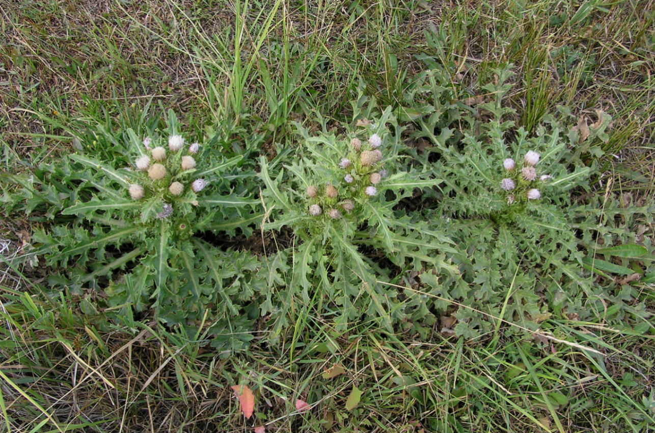 Image of Cirsium roseolum specimen.