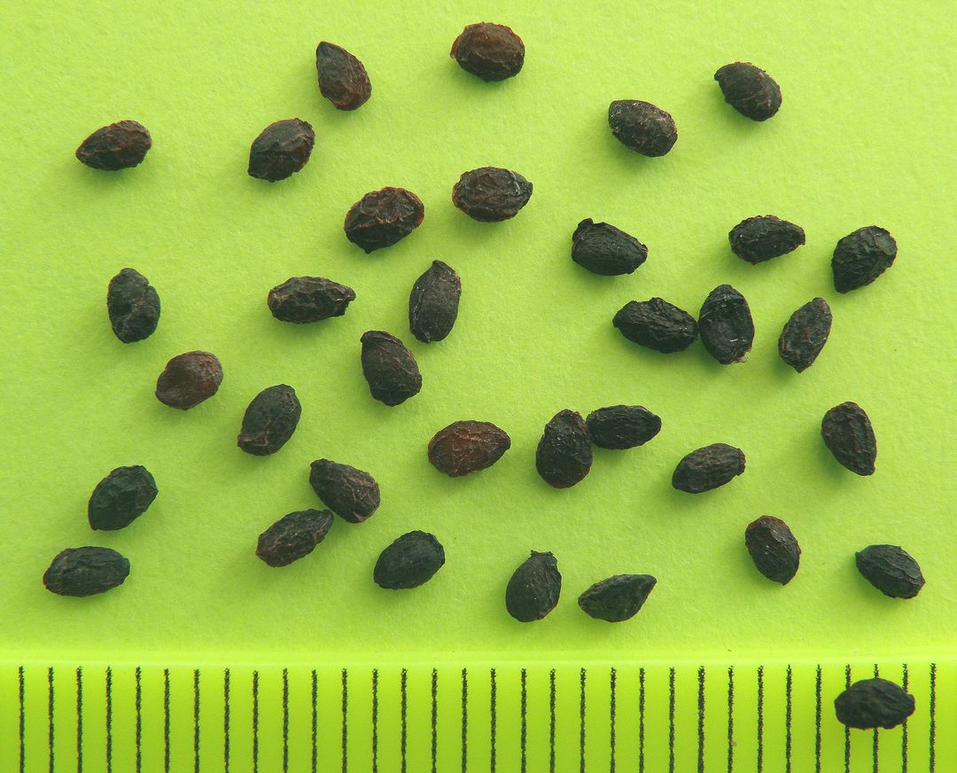 Image of Ribes aureum specimen.