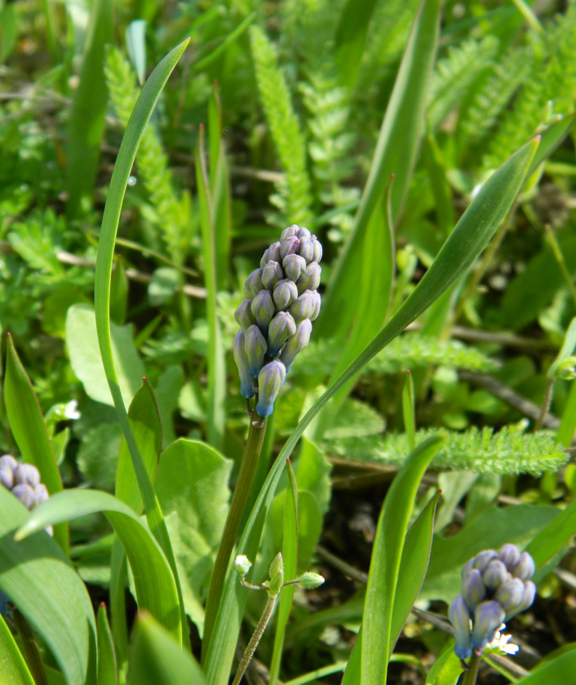 Изображение особи Hyacinthella pallasiana.