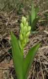 Orchis pallens. Растение с бутонами. Крым, гора Северная Демерджи, западный склон, поляна на склоне яйлы. 20 апреля 2012 г.
