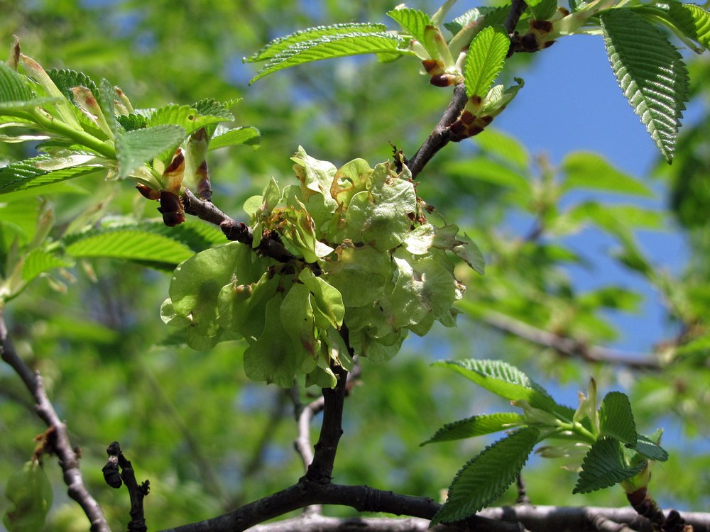 Изображение особи Ulmus minor.