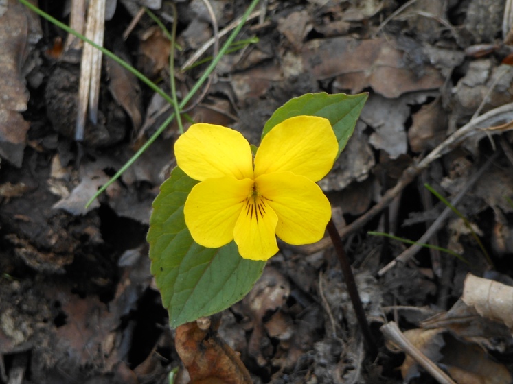 Image of Viola orientalis specimen.