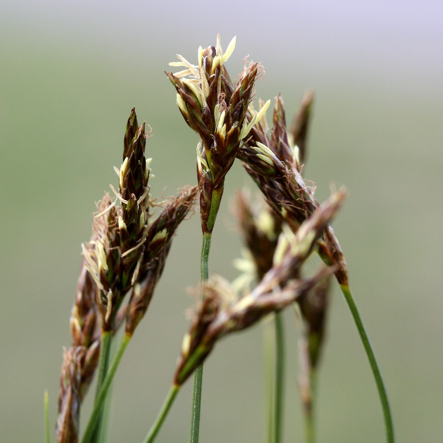 Image of Carex praecox specimen.