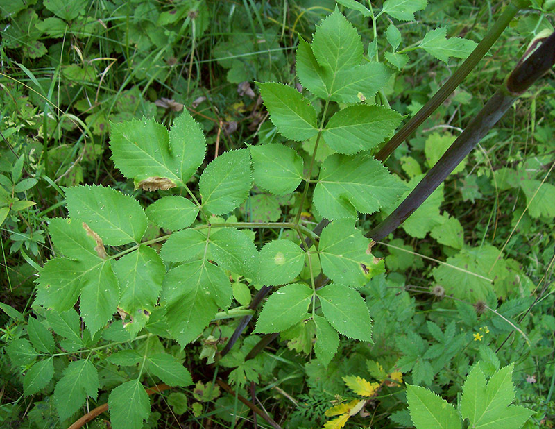 Изображение особи Archangelica officinalis.
