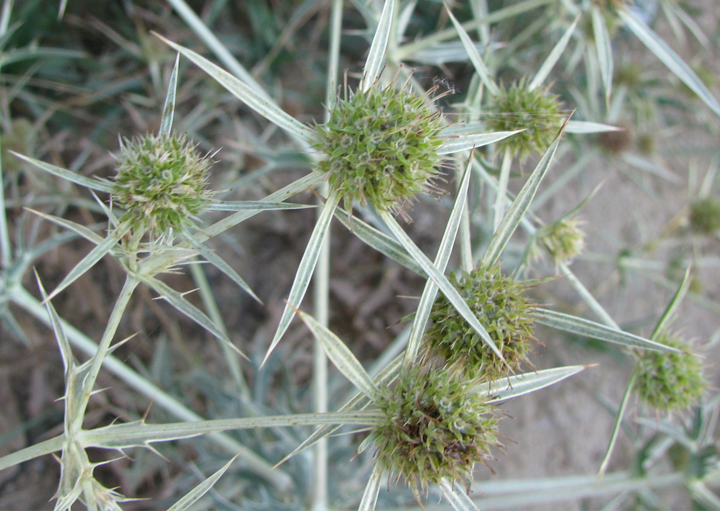 Image of Eryngium campestre specimen.