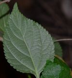 Lantana camara