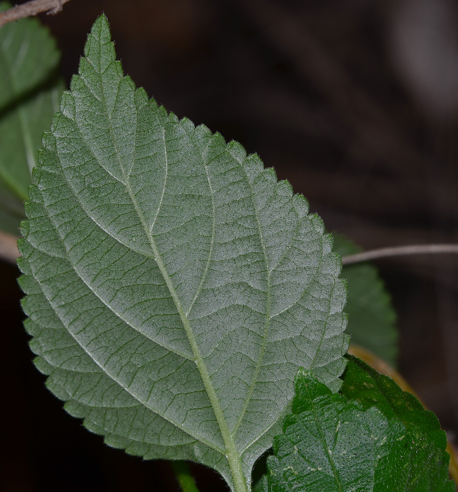 Image of Lantana camara specimen.