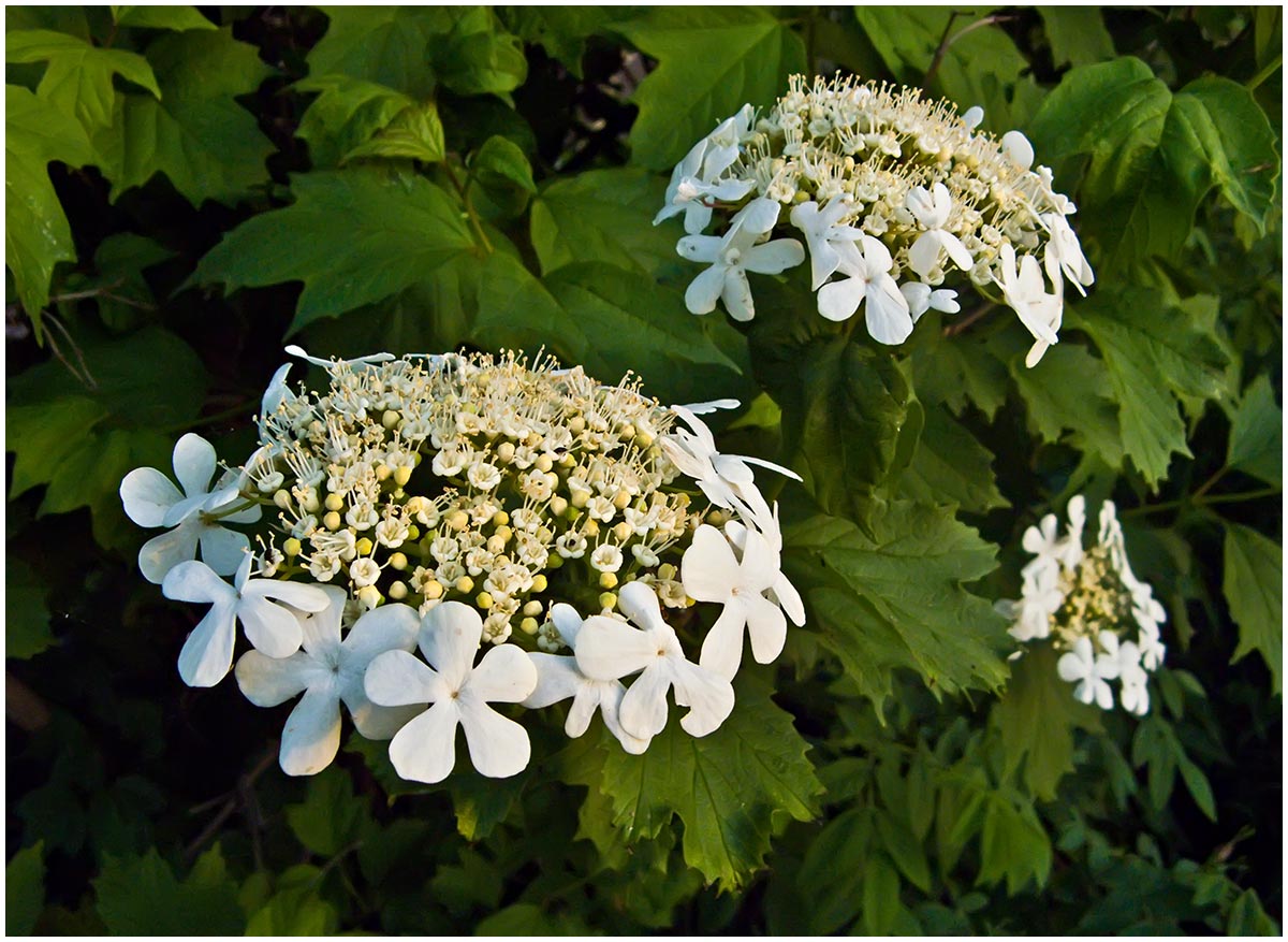 Image of Viburnum opulus specimen.