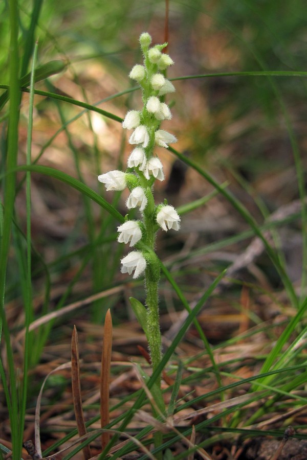 Изображение особи Goodyera repens.