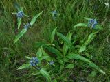 Gentiana macrophylla. Цветущее растение на лугу. Иркутская область, г. Нижнеудинск. 30.07.2012.