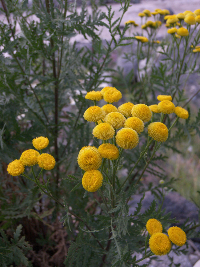 Image of Tanacetum vulgare specimen.