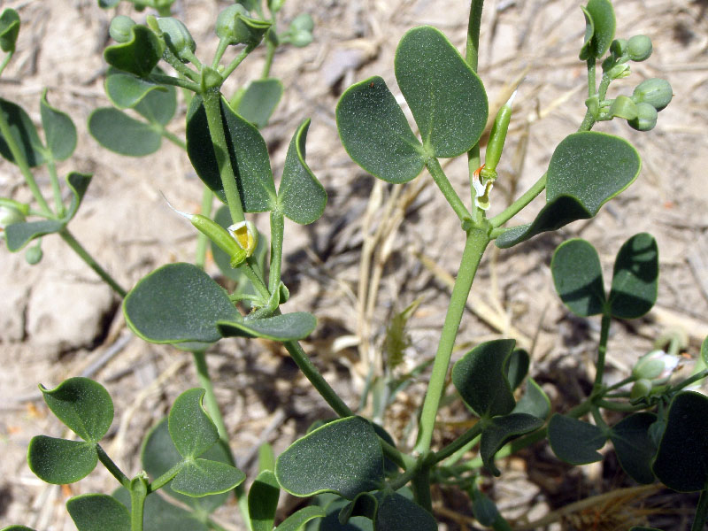 Изображение особи Zygophyllum oxianum.