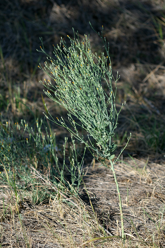 Image of genus Chondrilla specimen.