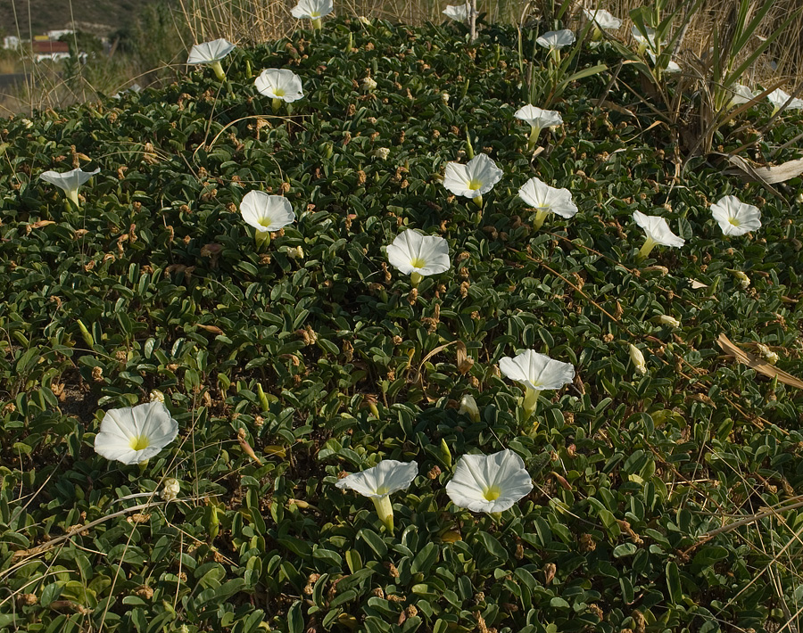 Image of Ipomoea imperati specimen.