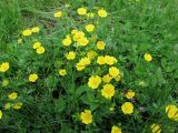 Potentilla aurea