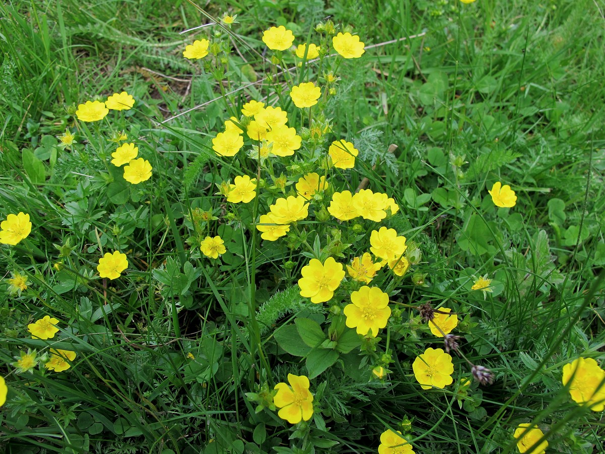 Изображение особи Potentilla aurea.