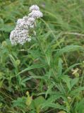 Eupatorium lindleyanum. Верхушка цветущего растения. Хабаровский край, окр. села Галкино, влажный луг. 29.07.2012.