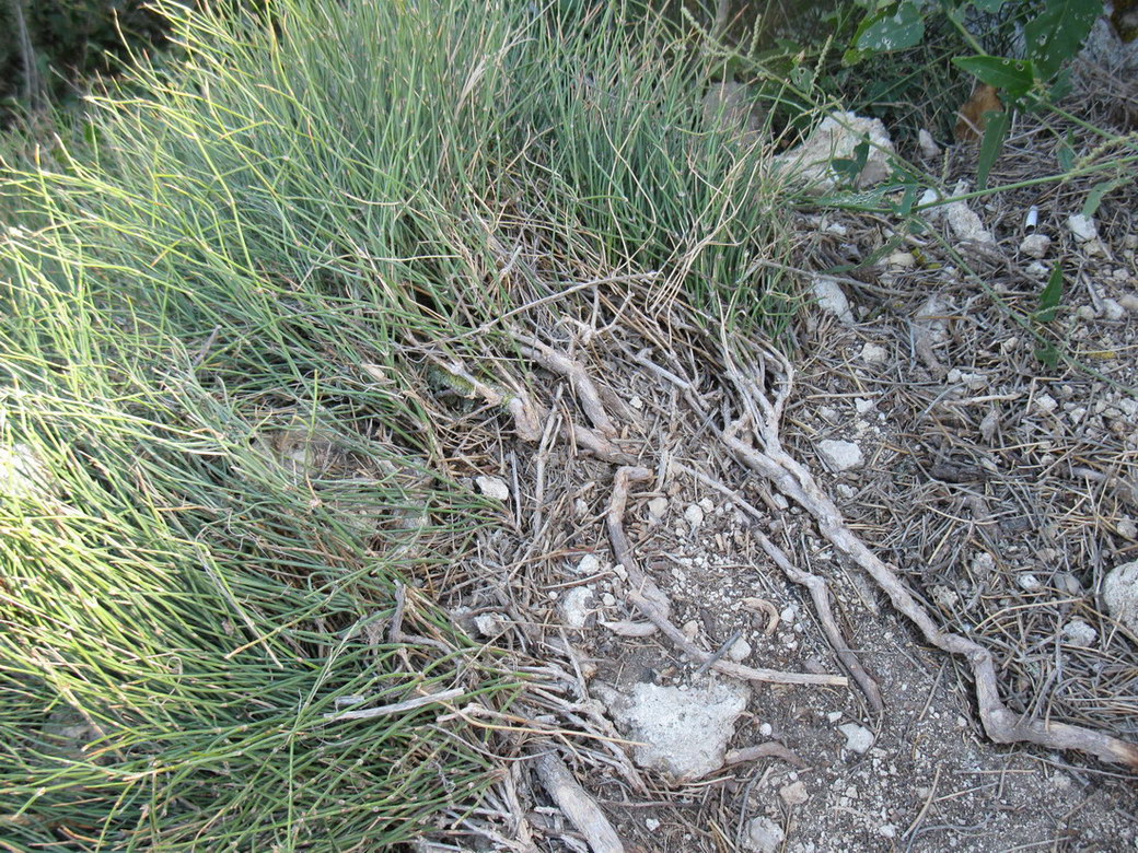 Image of Ephedra distachya specimen.