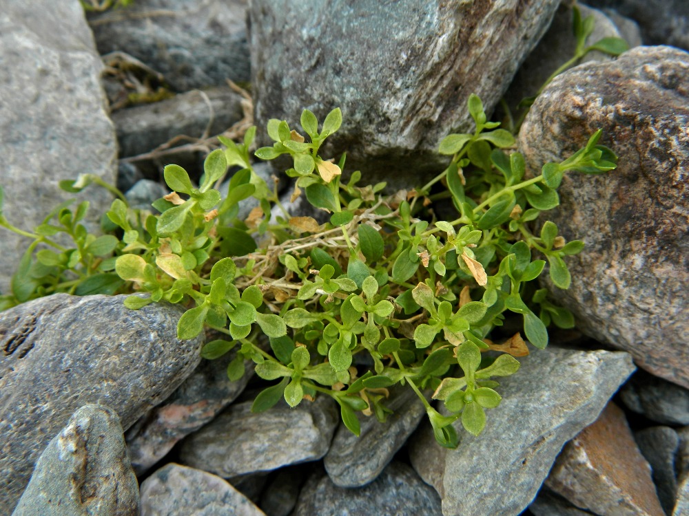 Image of genus Cerastium specimen.