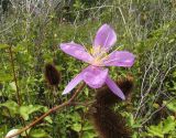 Clappertonia ficifolia