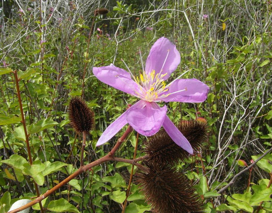 Image of Clappertonia ficifolia specimen.