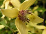 Clematis serratifolia
