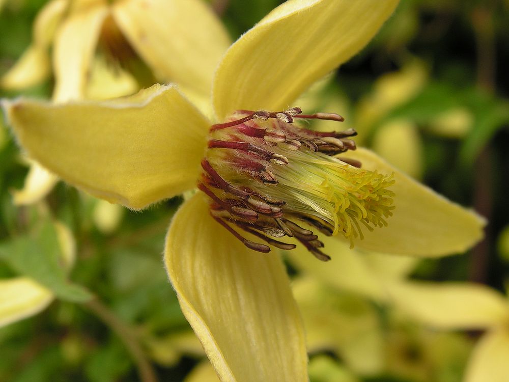Image of Clematis serratifolia specimen.