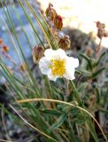 Helianthemum apenninum. Соцветие. Испания, Каталония, Барселона, монастырь Монтсеррат, у тропы по уступу горного склона. 25.06.2012.