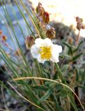 Helianthemum apenninum